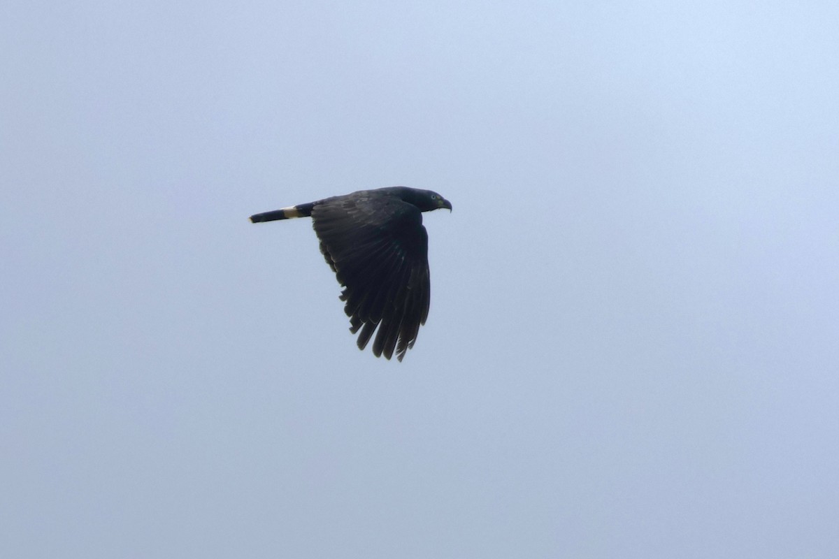 Hook-billed Kite - ML648646699