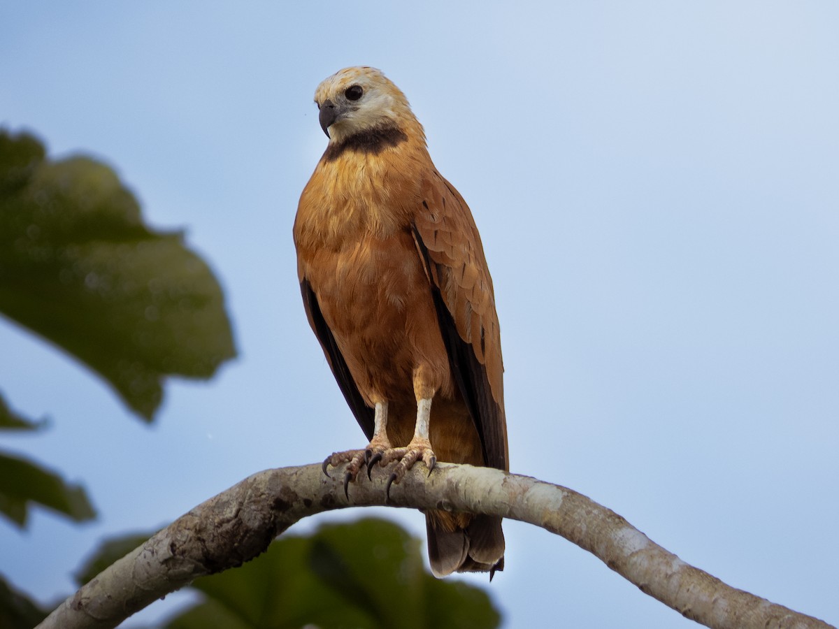 Black-collared Hawk - ML648647265