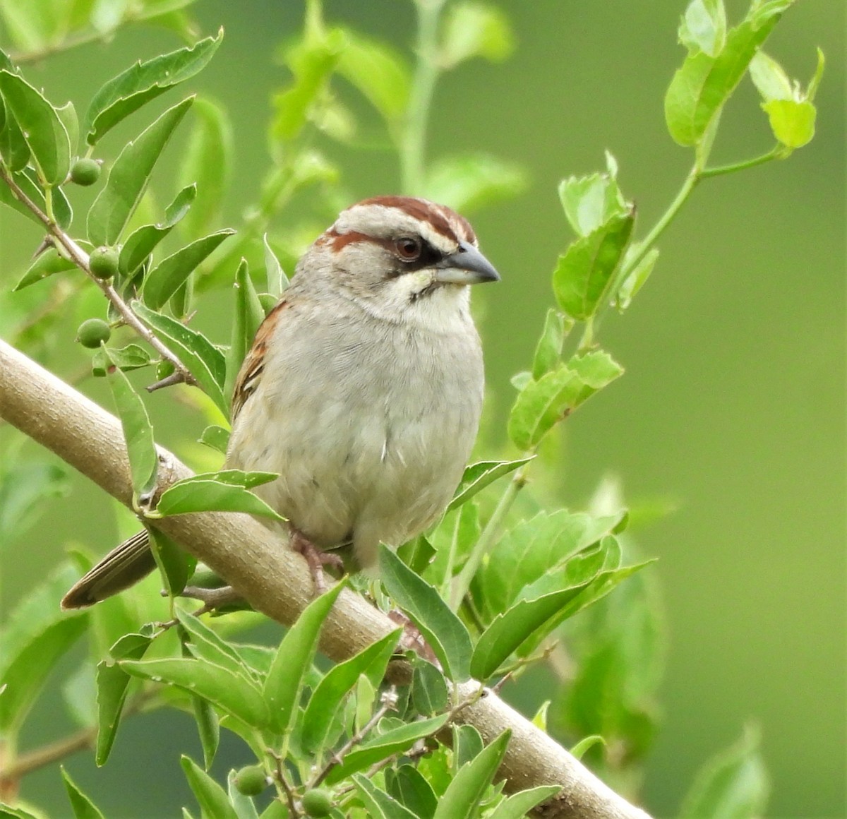 Yungas Sparrow - ML648647524