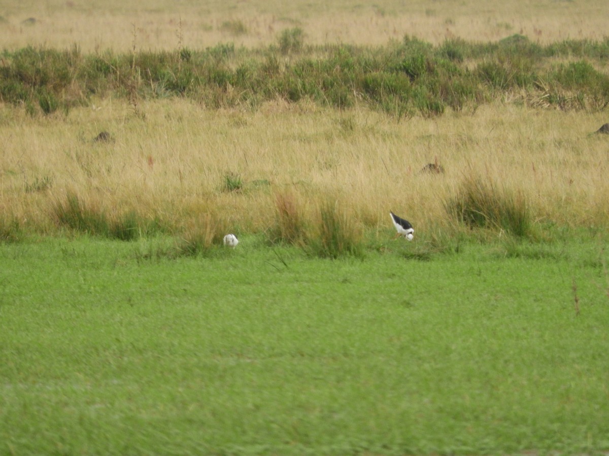 Black-necked Stilt - Laura Magallanes