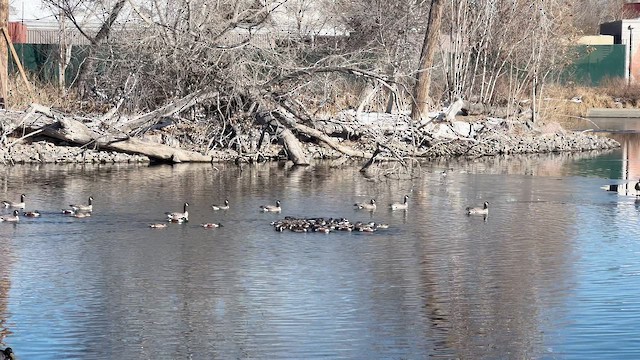 skjeand - ML648648462