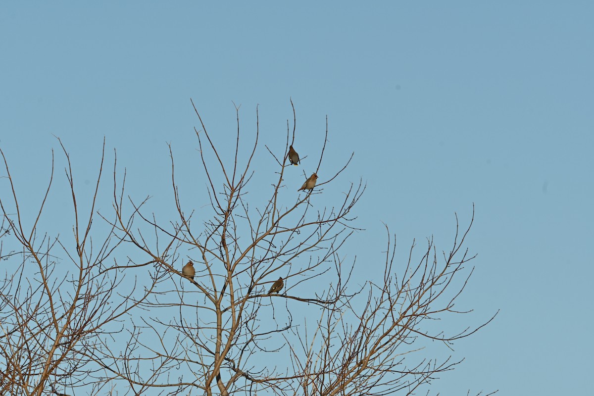 ציצנית - ML648648644
