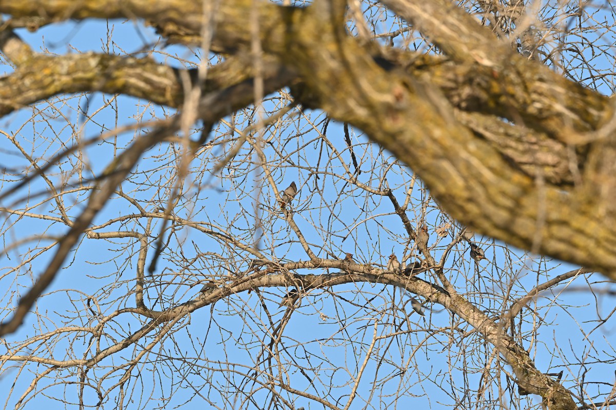 ציצנית - ML648648645
