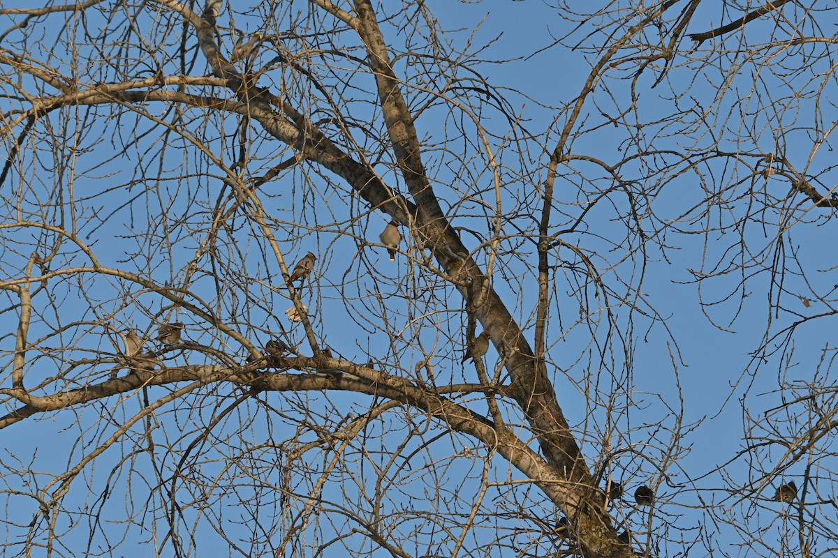 ציצנית - ML648648646