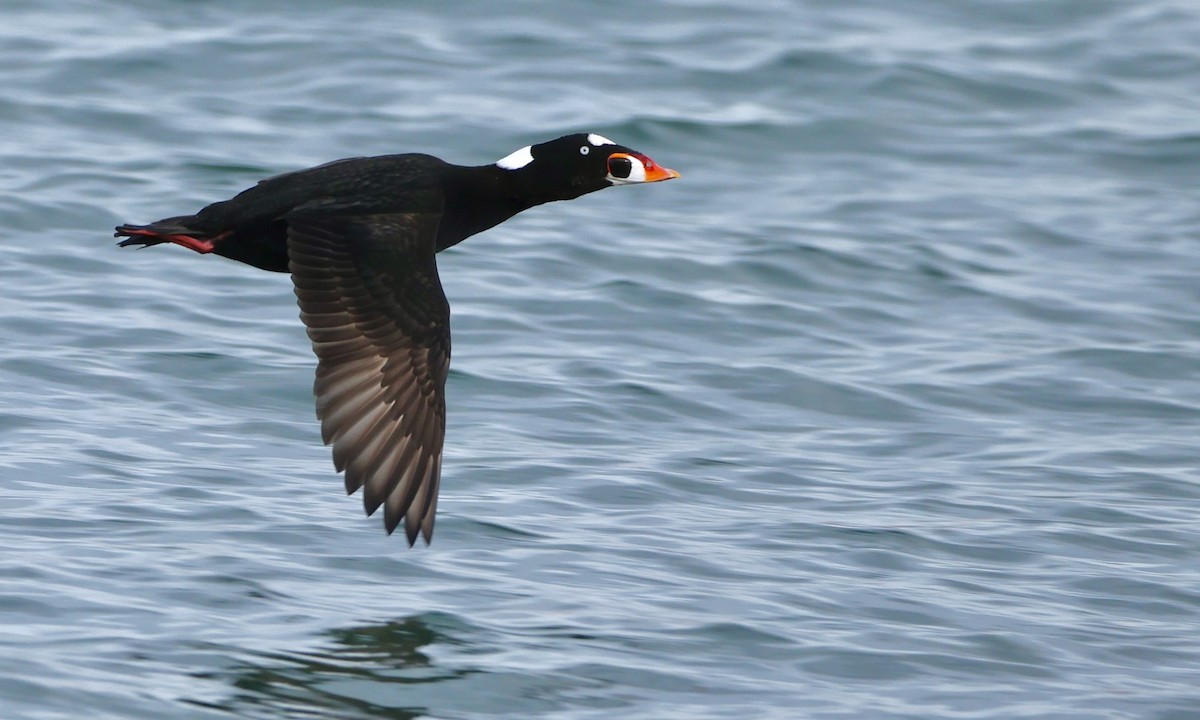 Surf Scoter - Nick Park