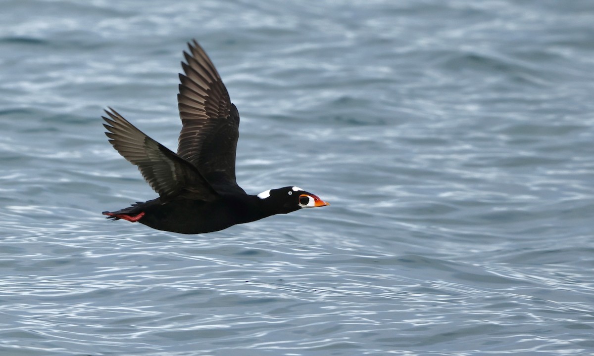 Surf Scoter - ML648648732