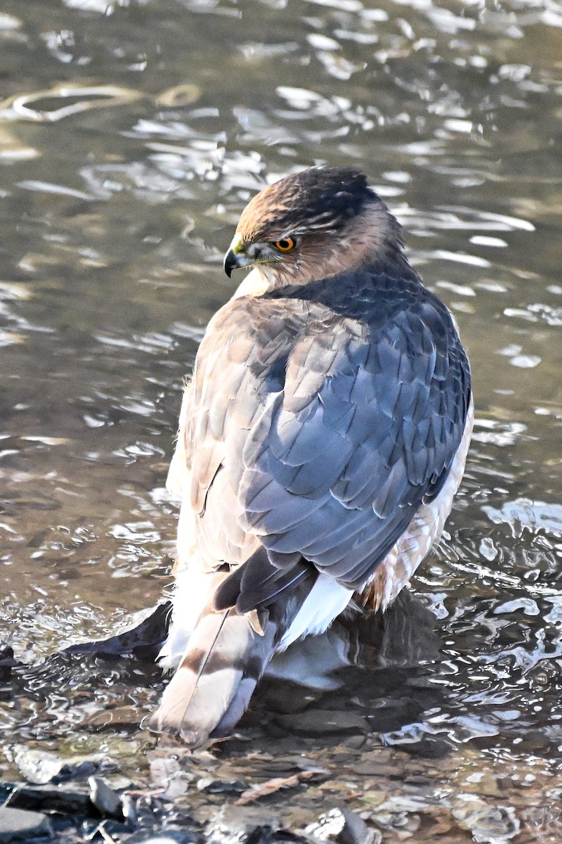 Cooper Atmacası - ML648648912