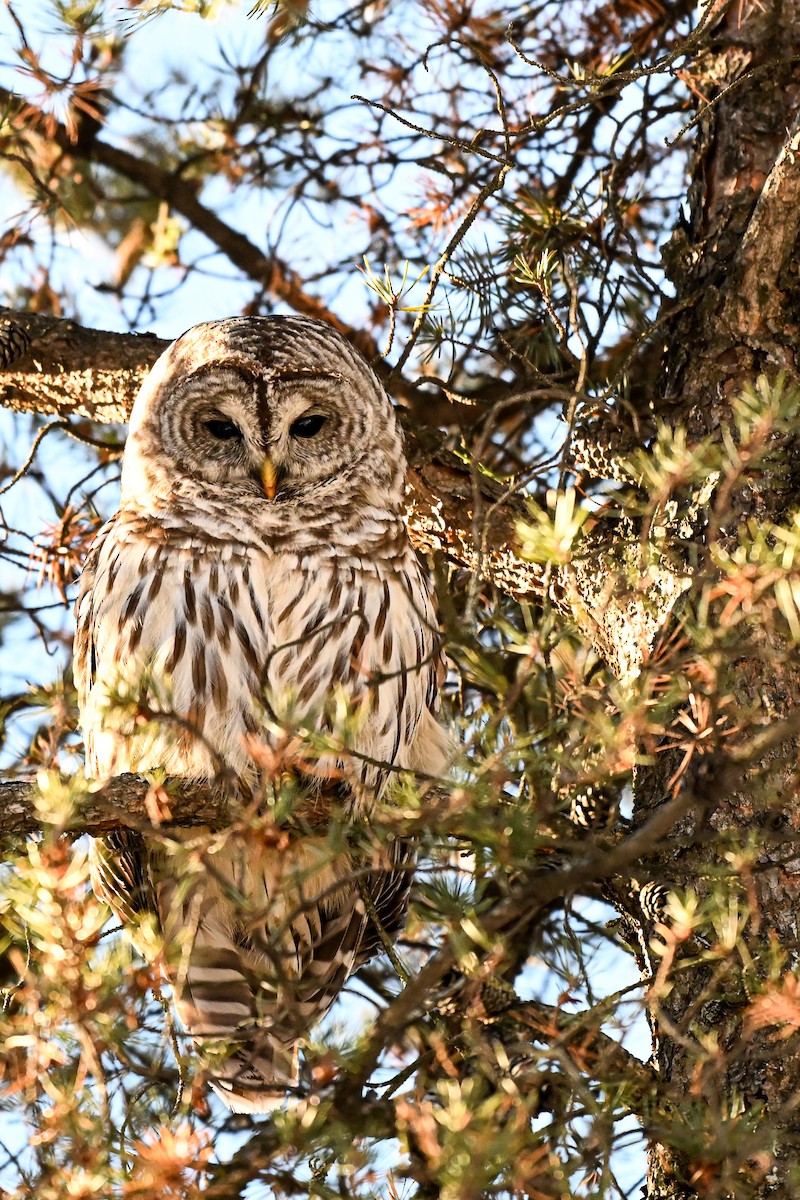 Çizgili Baykuş - ML648648927