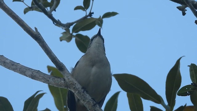 Moqueur polyglotte - ML648649428