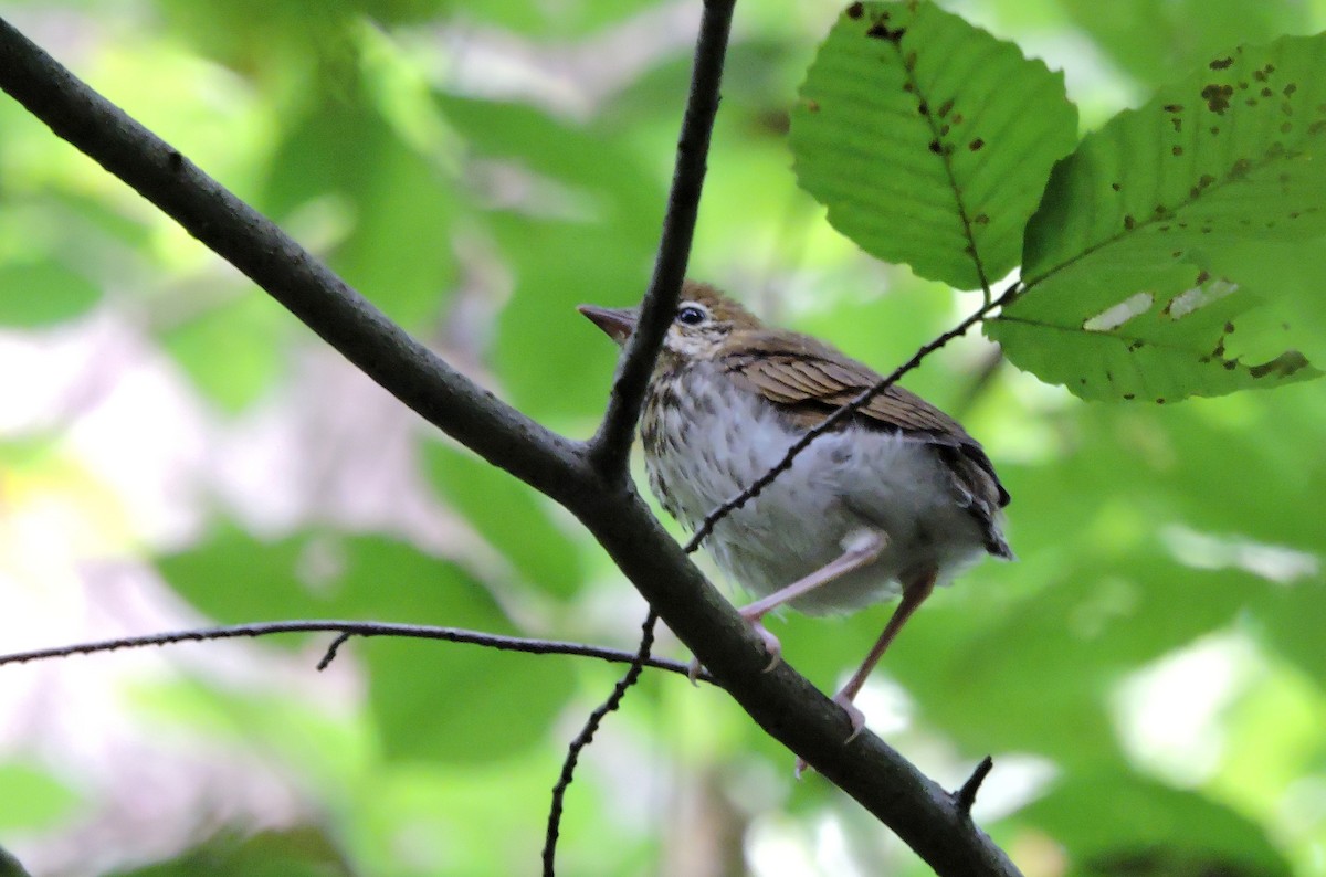 Wood Thrush - ML64864971