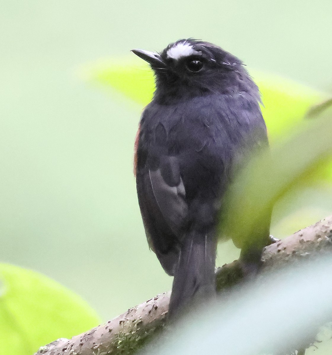 Chestnut-bellied Chat-Tyrant - ML648649862