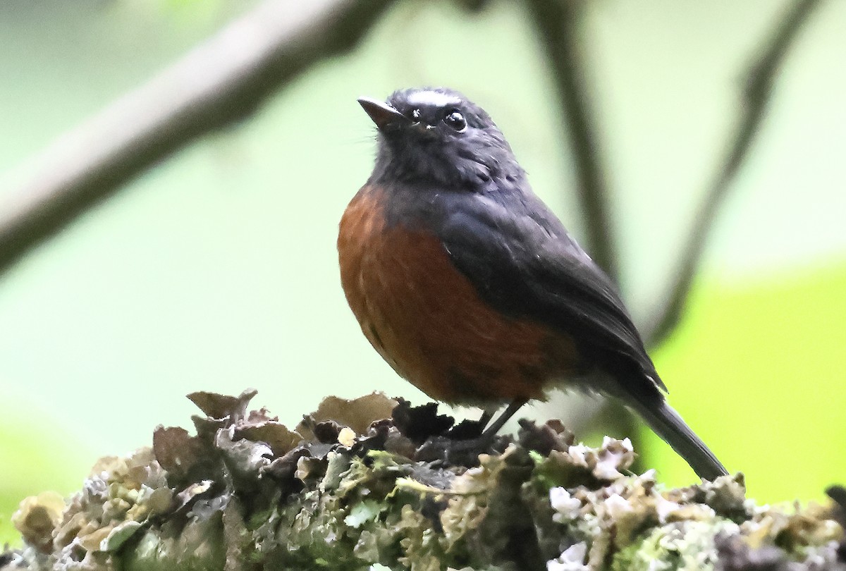 Chestnut-bellied Chat-Tyrant - ML648649863