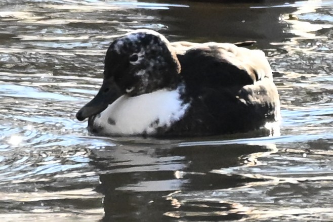 Yeşilbaş (evcil tip) - ML648649898