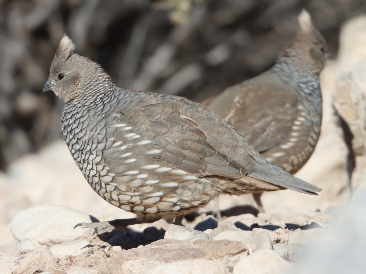 ウロコウズラ - ML648650716