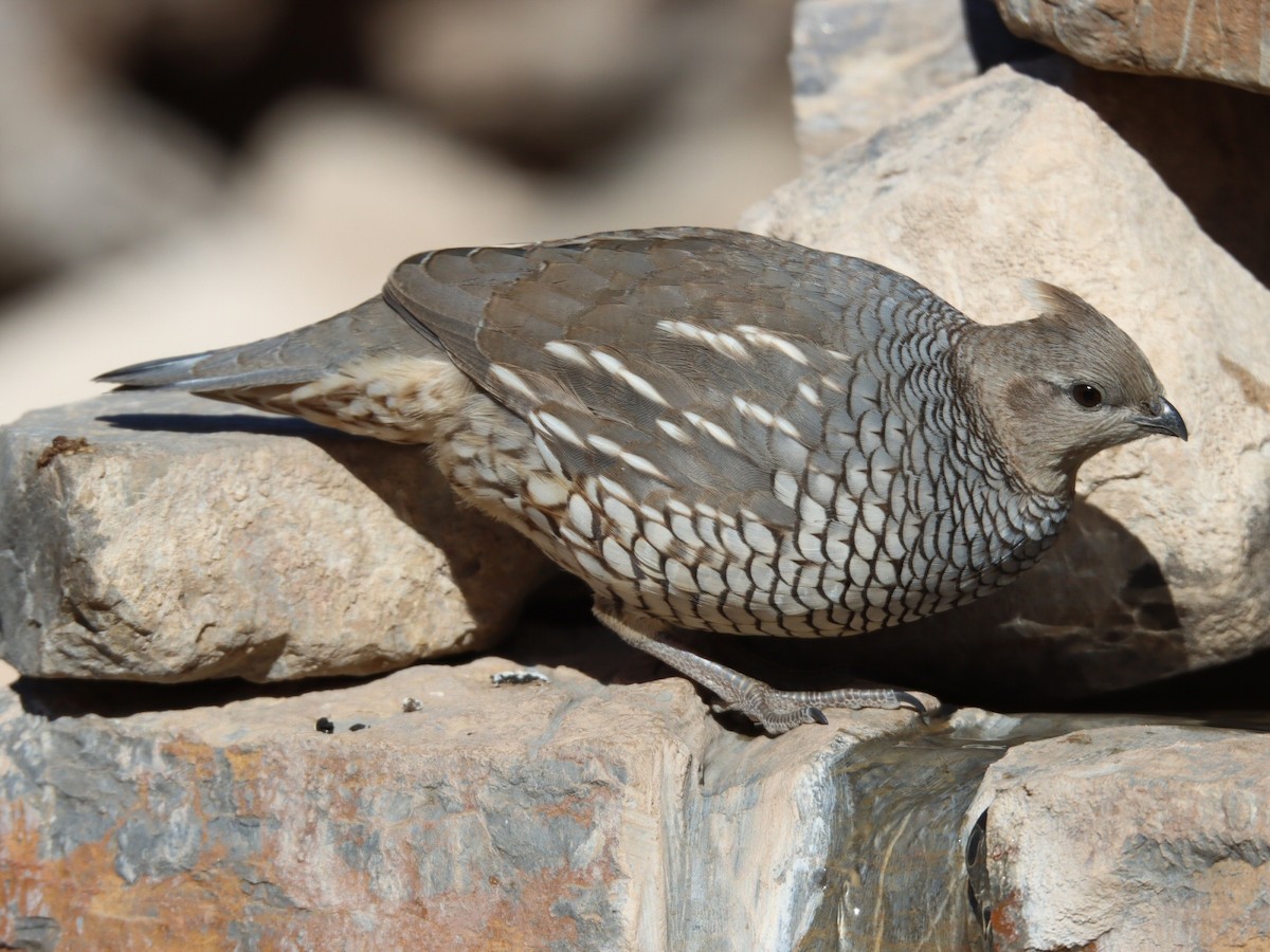 ウロコウズラ - ML648650717