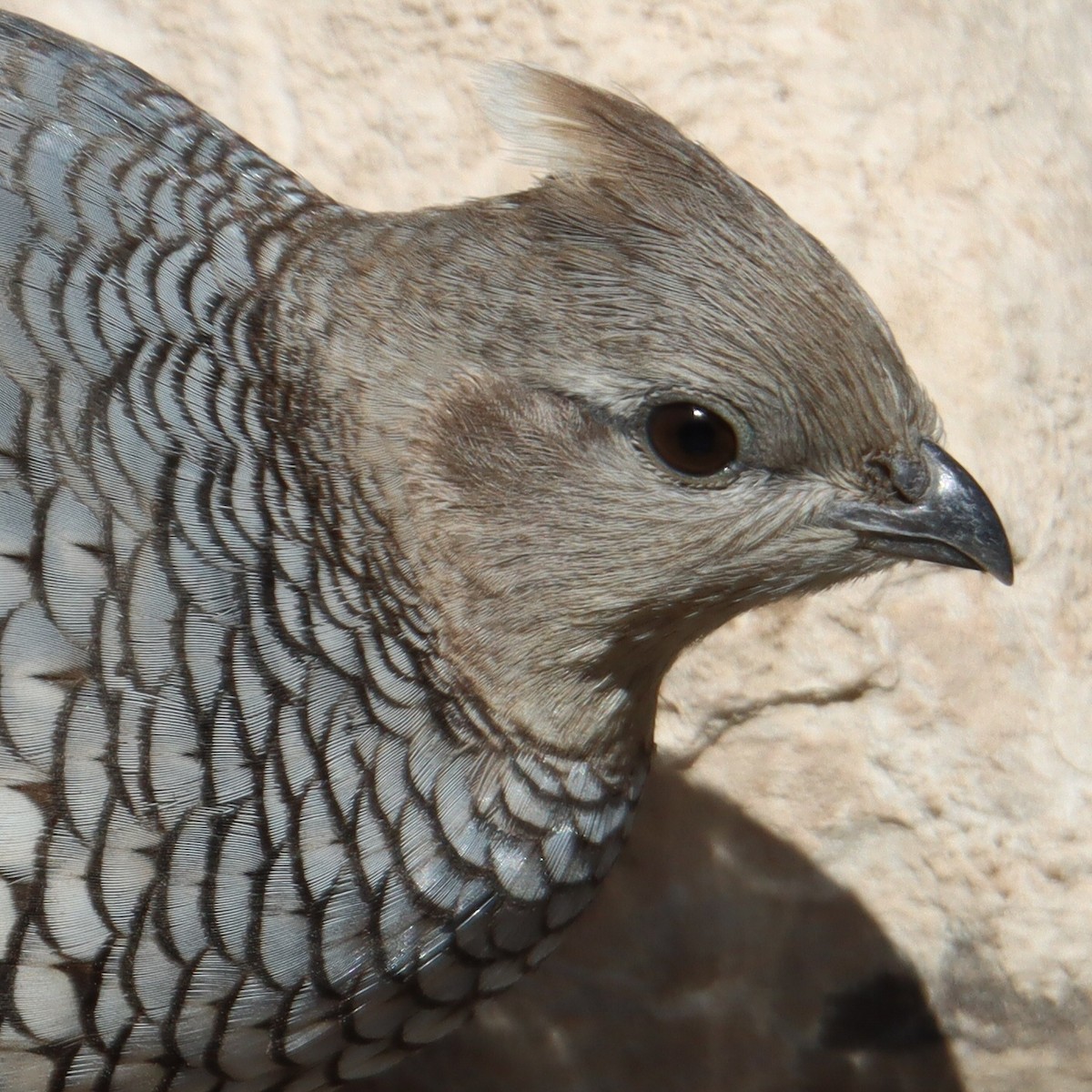 Scaled Quail - Steve Chew
