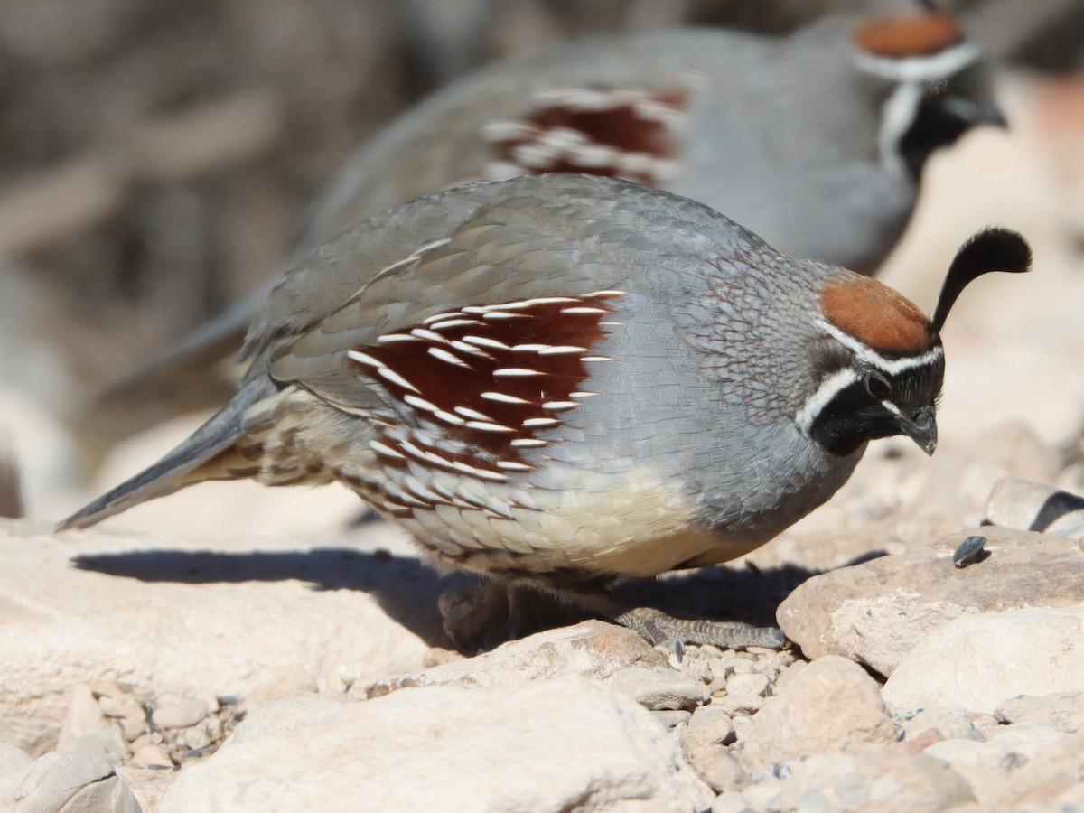 ズアカカンムリウズラ - ML648650728