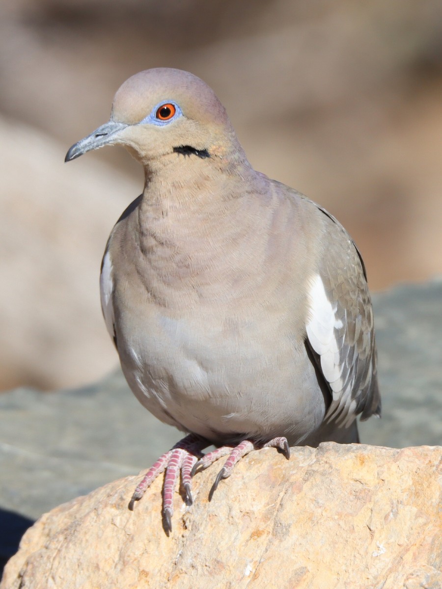 White-winged Dove - Steve Chew