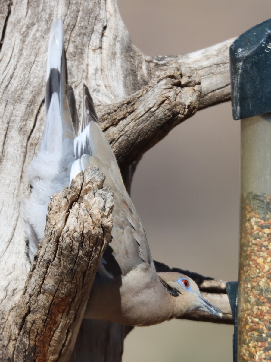 ハジロバト - ML648650737