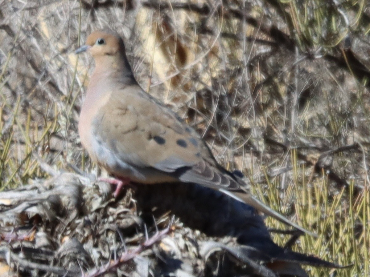 ナゲキバト - ML648650754