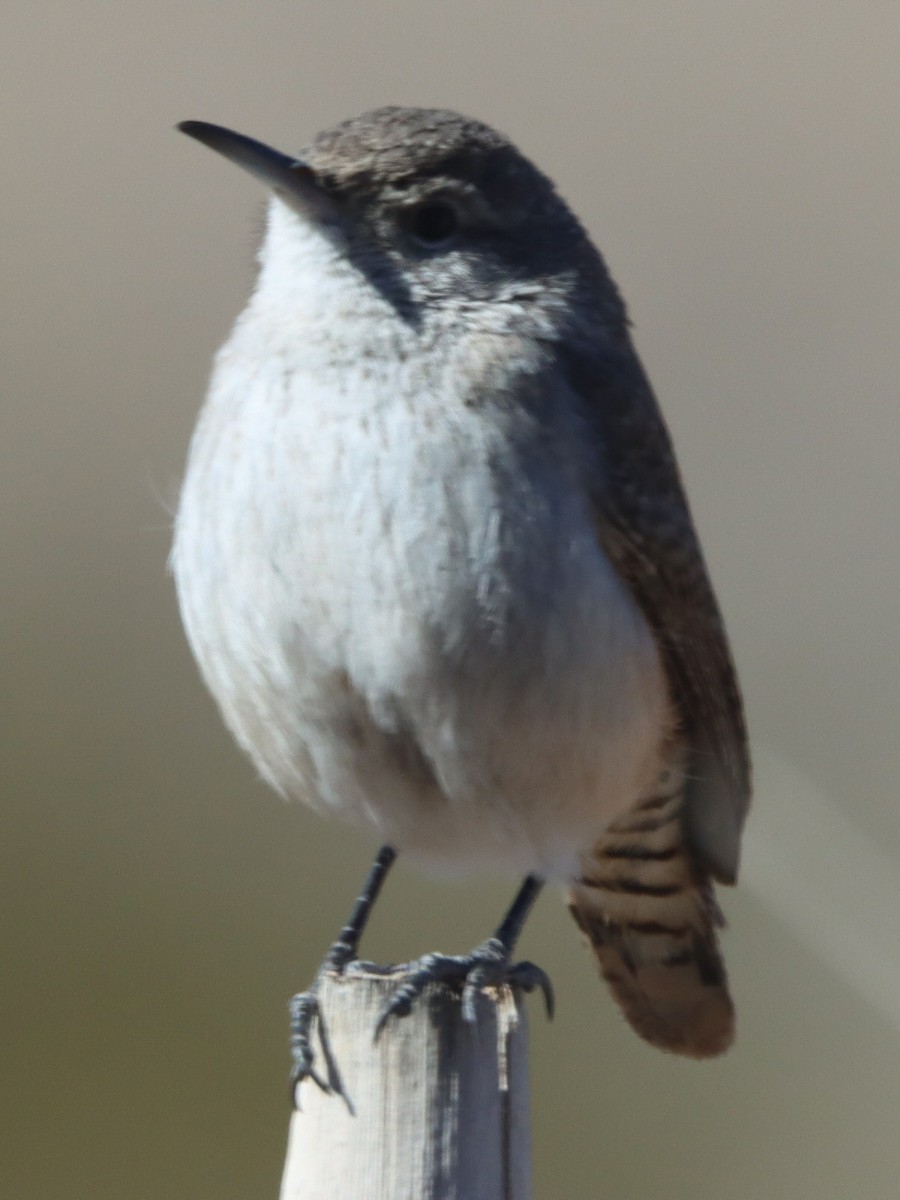 イワミソサザイ - ML648650776