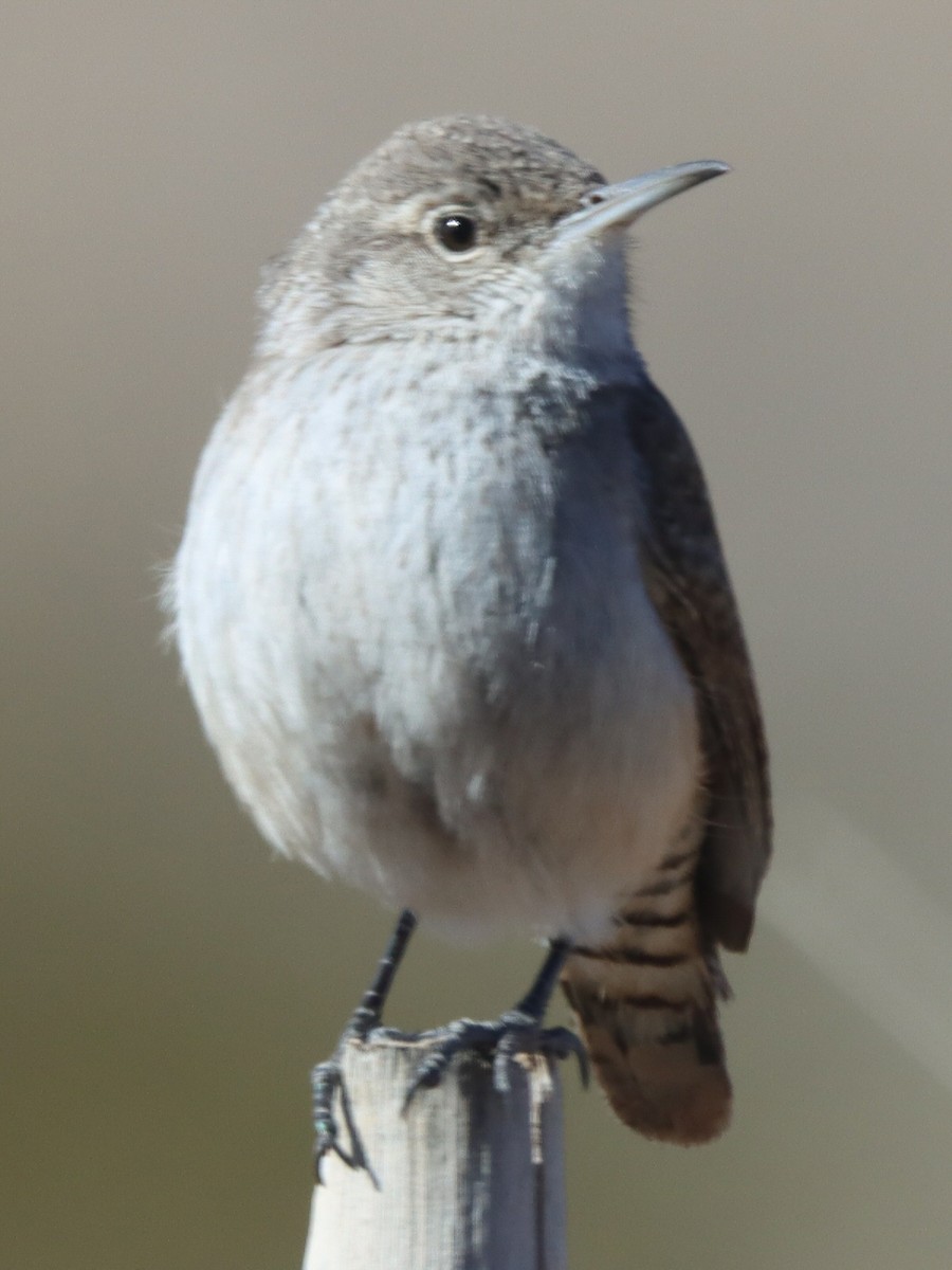 イワミソサザイ - ML648650777