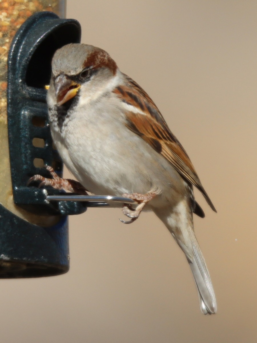 イエスズメ - ML648650863