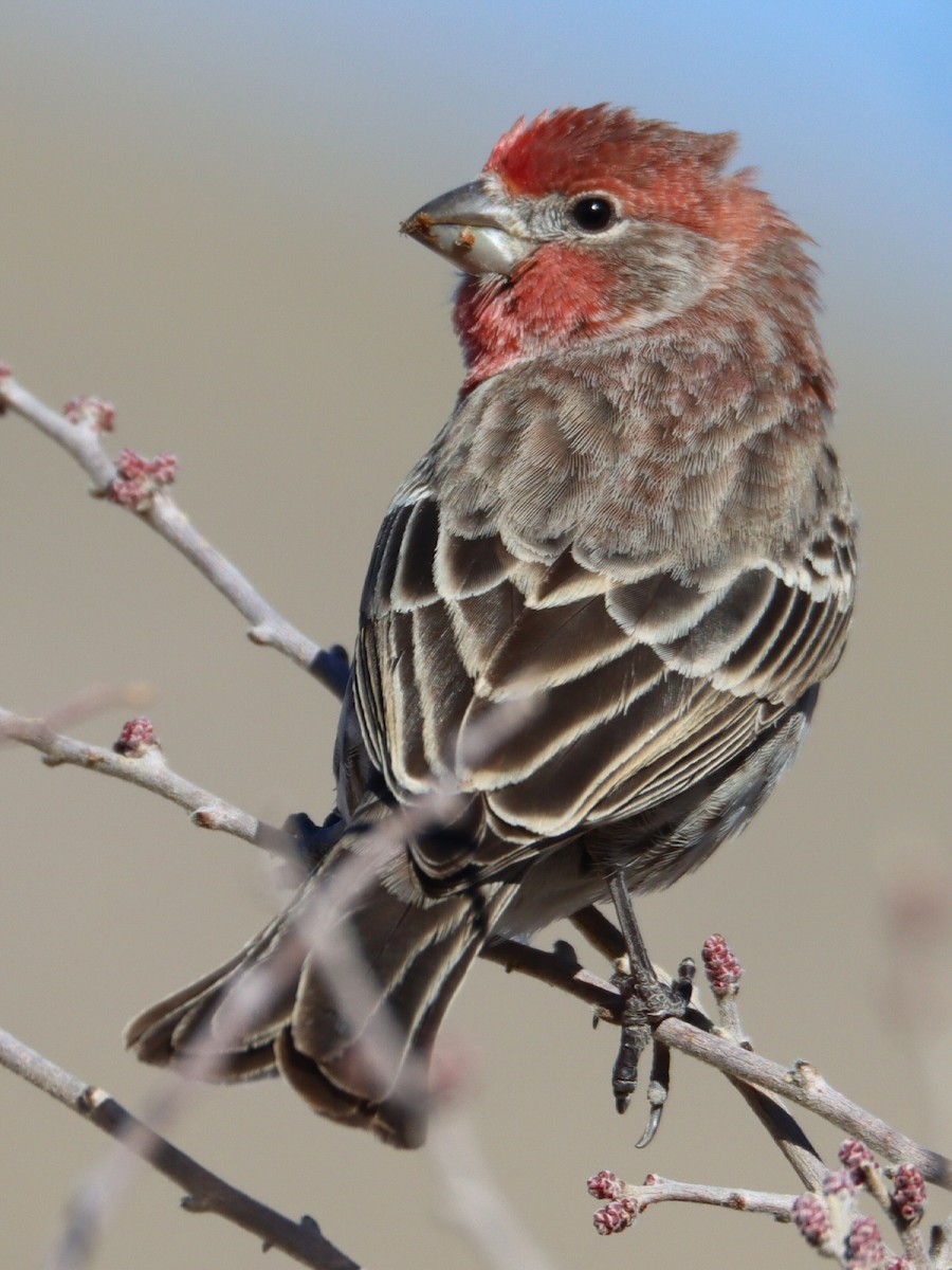 メキシコマシコ - ML648650882