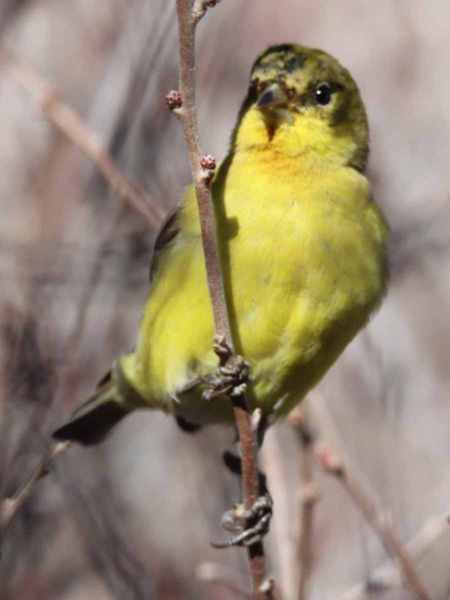 ヒメキンヒワ - ML648650909