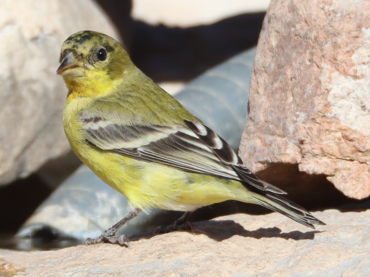 ヒメキンヒワ - ML648650910