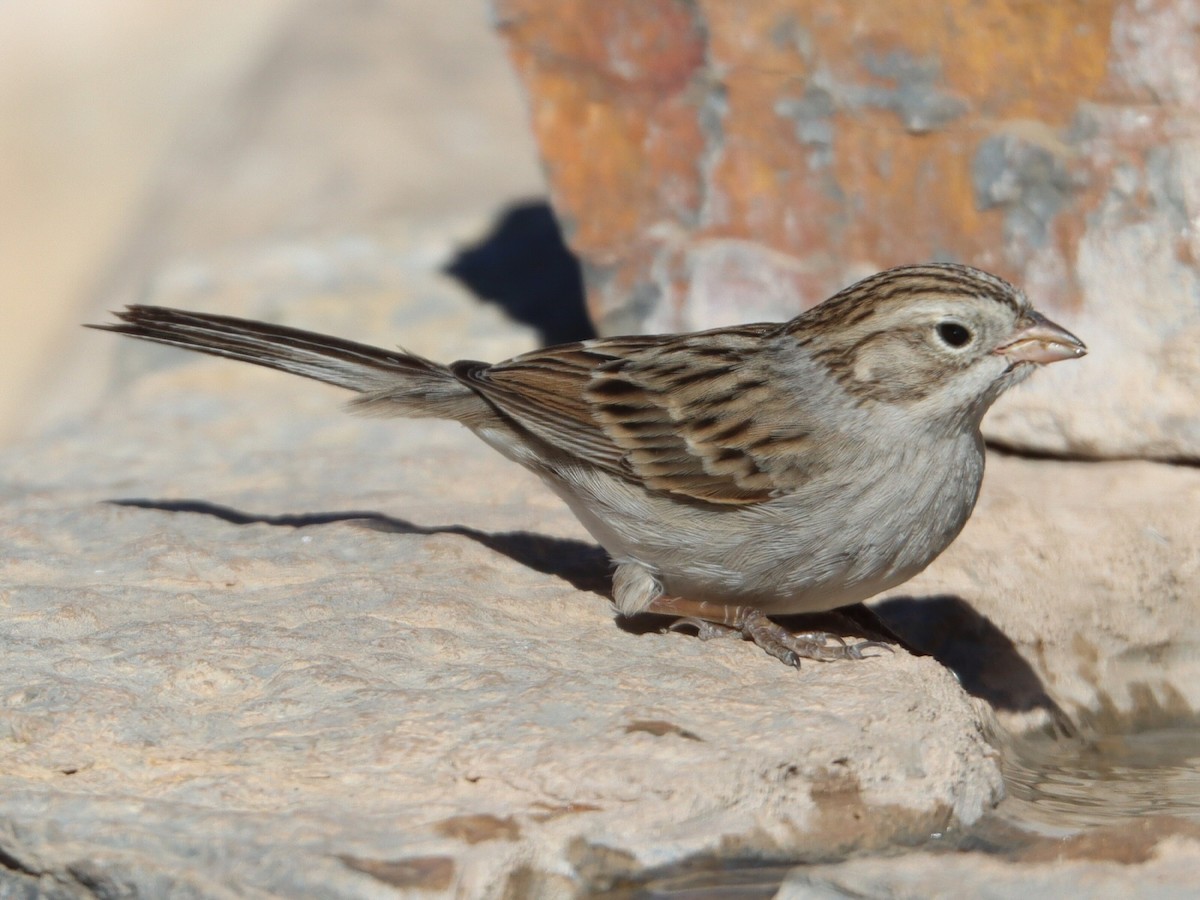 ブリューワーヒメドリ - ML648650935