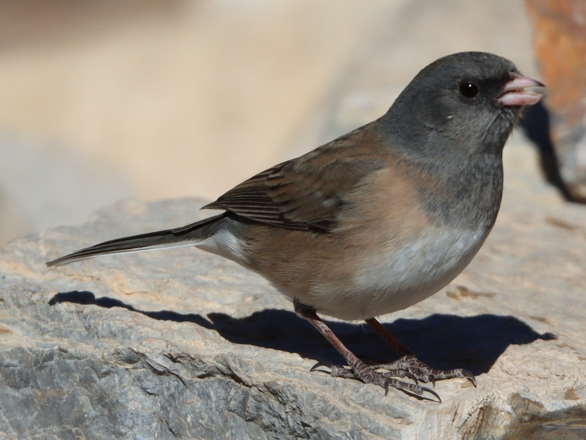 ユキヒメドリ（oreganus グループ） - ML648650988