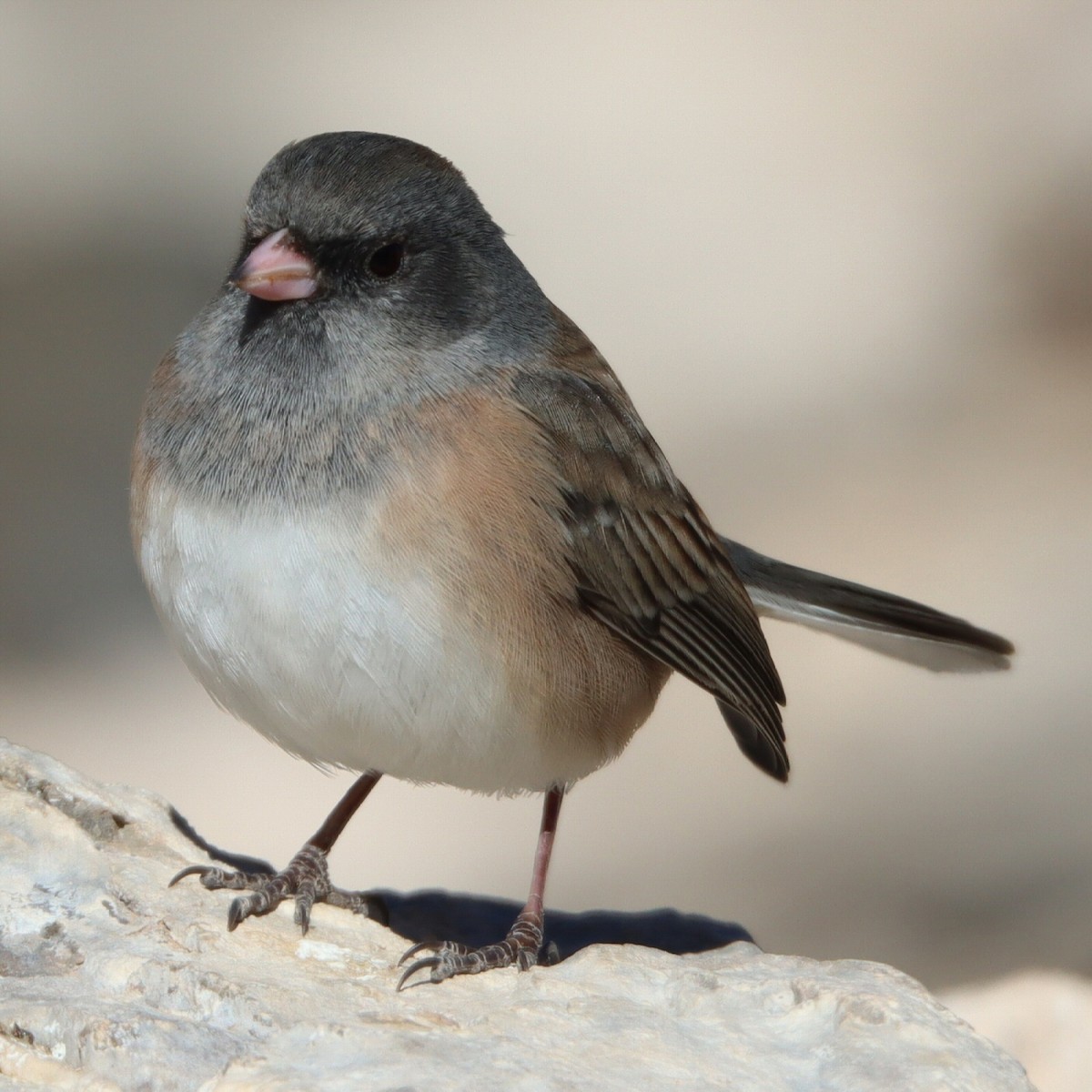 ユキヒメドリ（oreganus グループ） - ML648650989