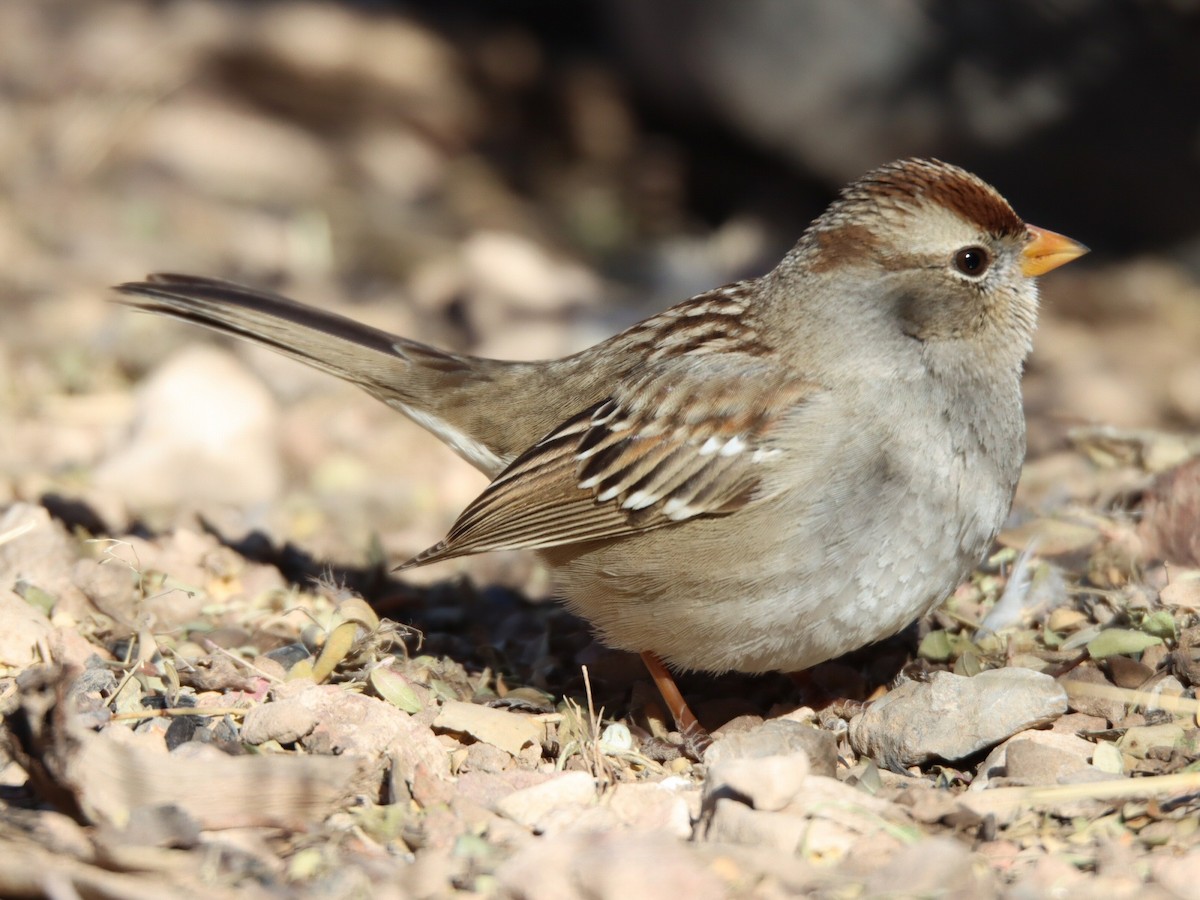 ミヤマシトド - ML648651009