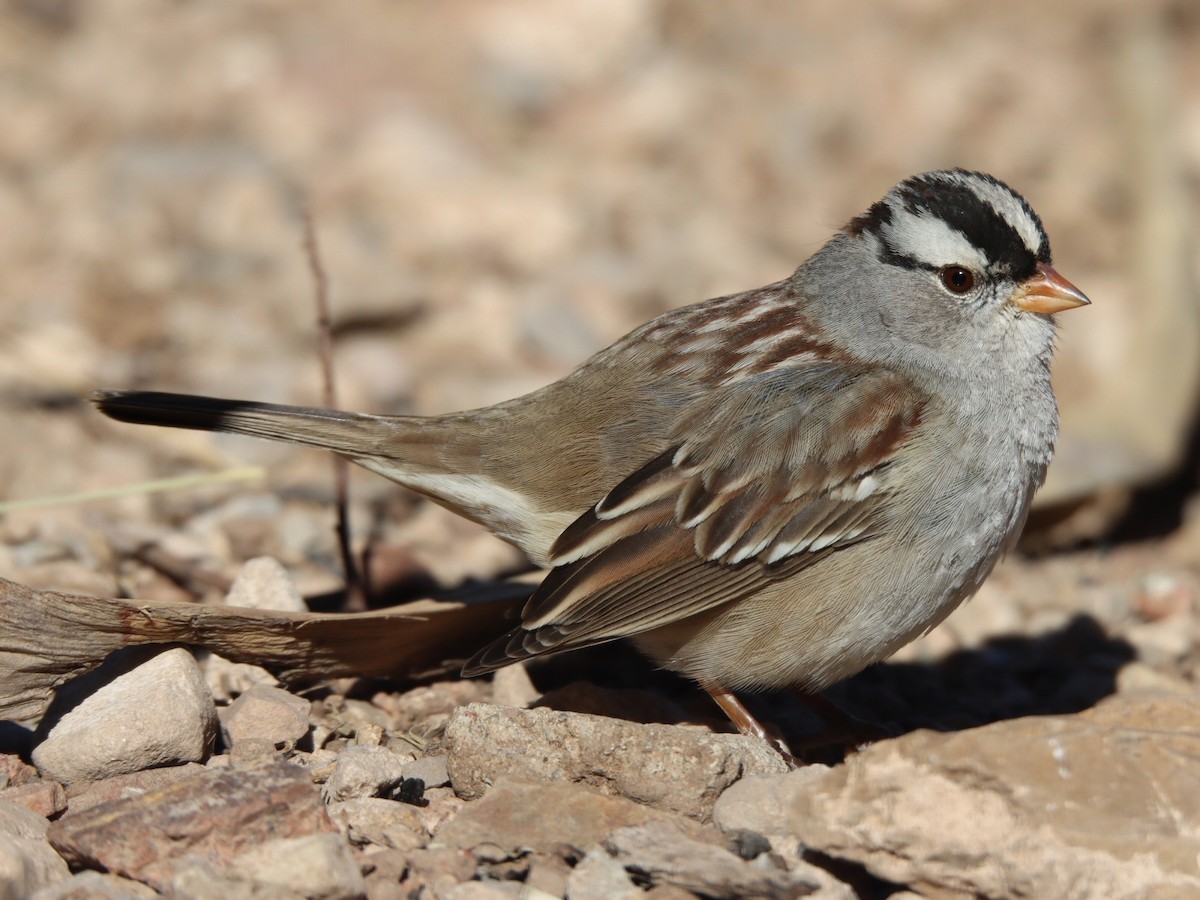 ミヤマシトド - ML648651010