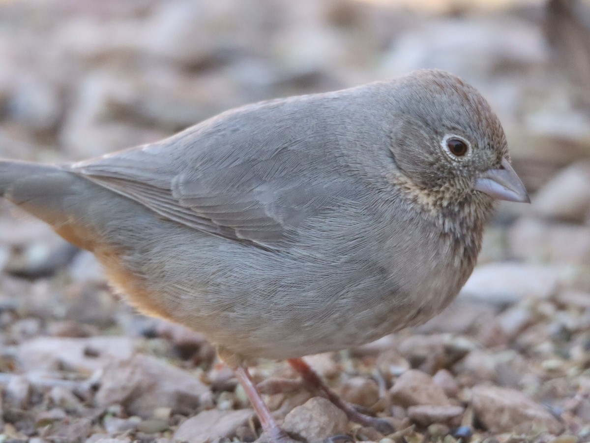 ムジトウヒチョウ - ML648651021