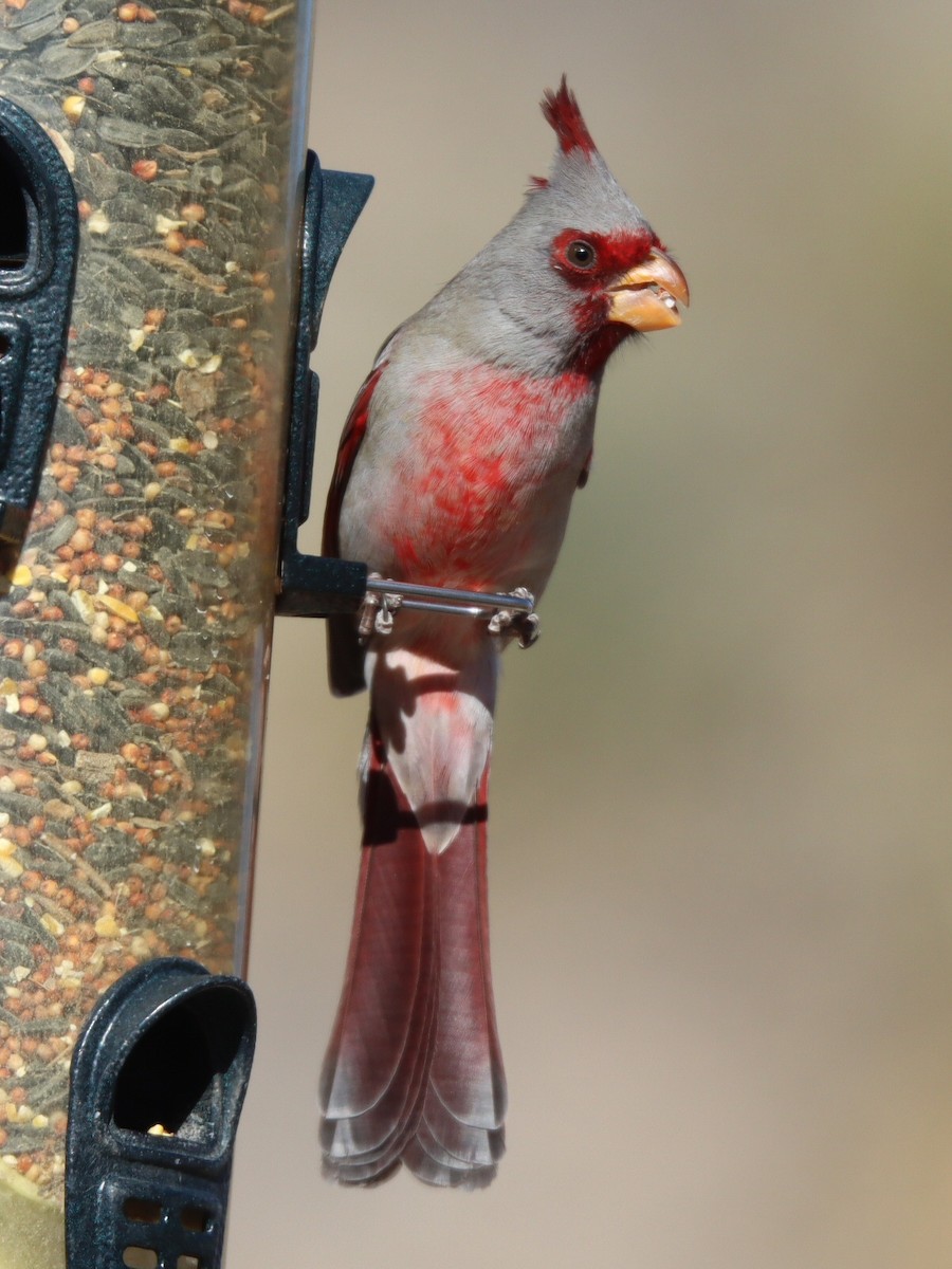 ムネアカコウカンチョウ - ML648651027