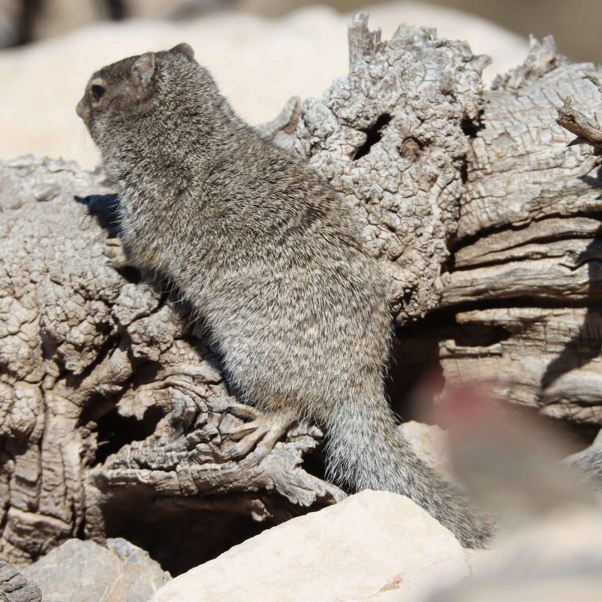 Rock Squirrel - Steve Chew