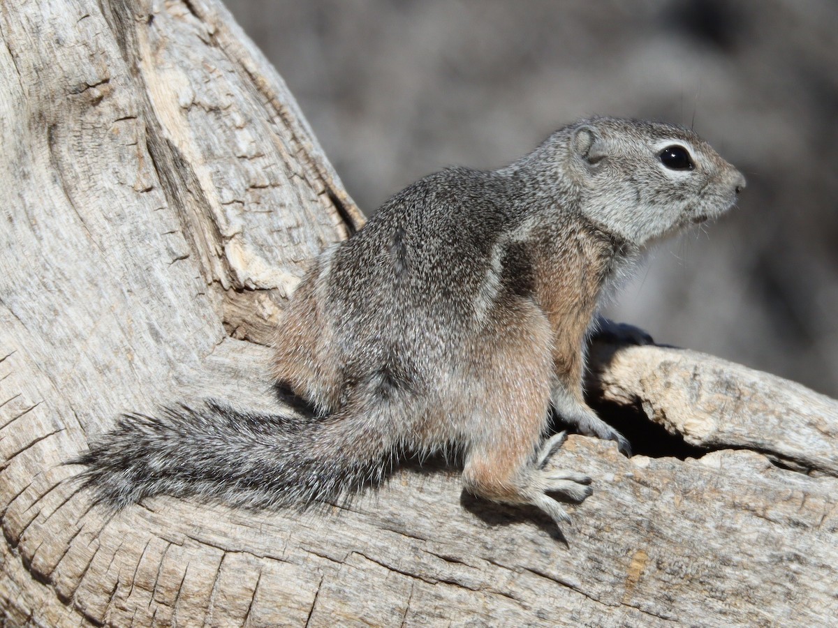 レイヨウジリス属 - ML648651080