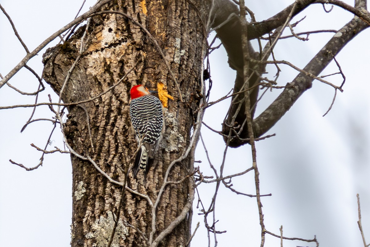 Red-bellied Woodpecker - ML648651495