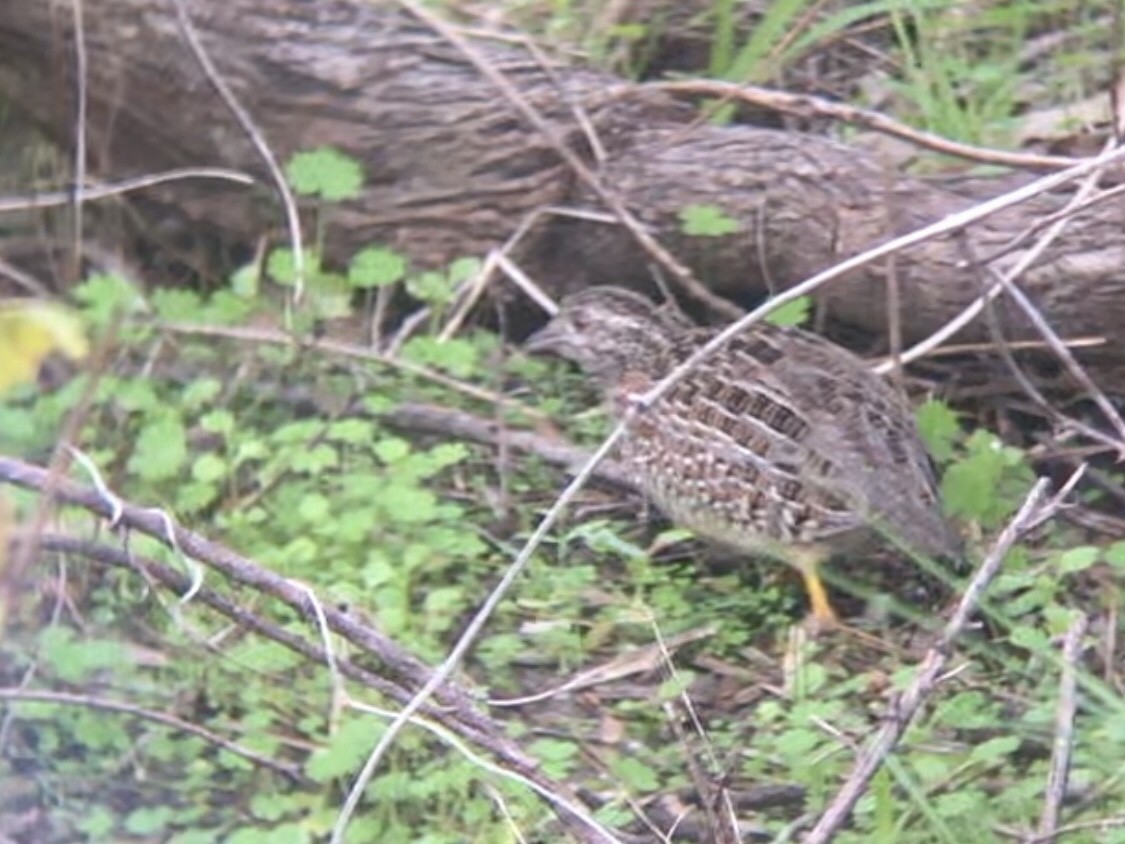 Painted Buttonquail - ML648651548
