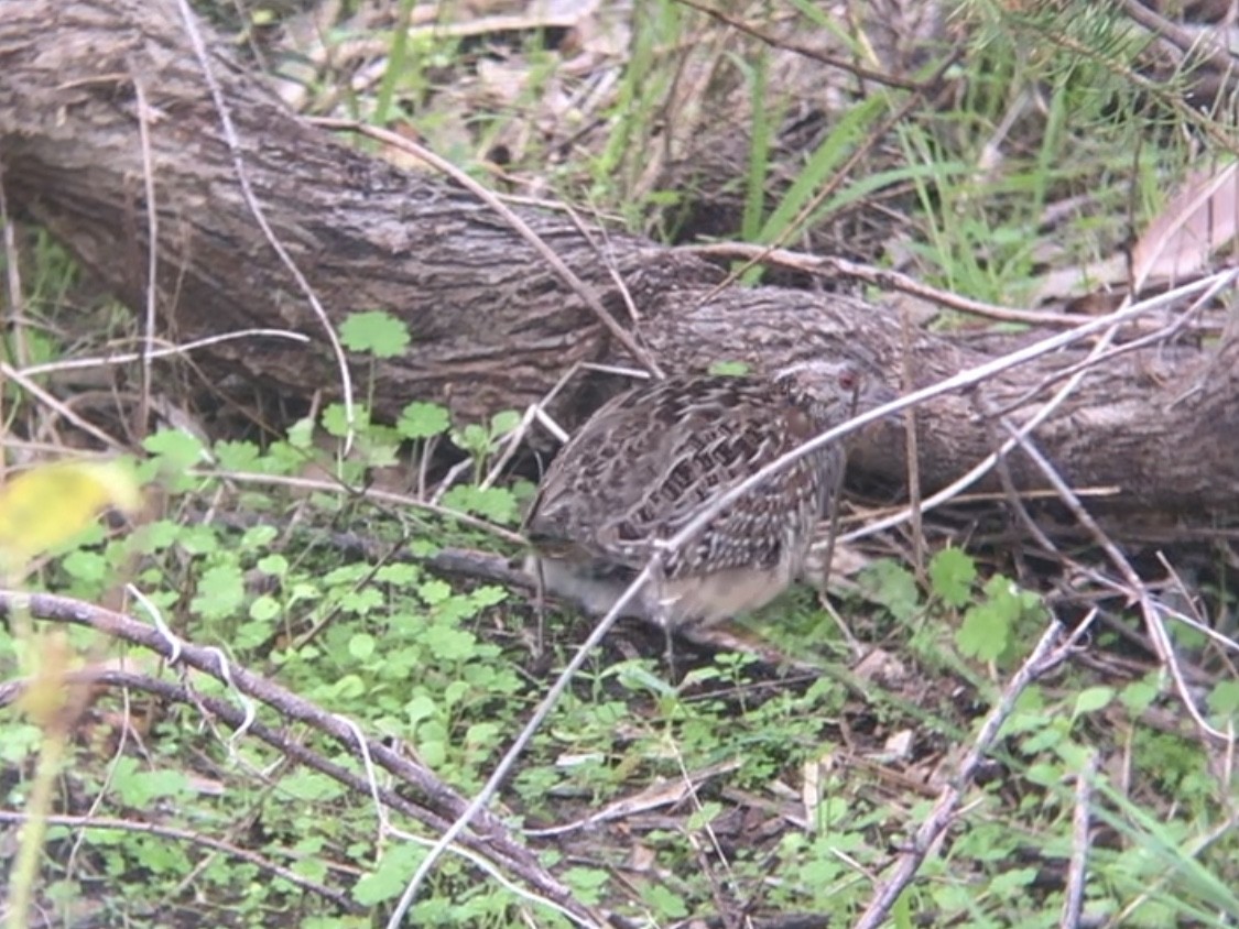 Painted Buttonquail - ML648651549