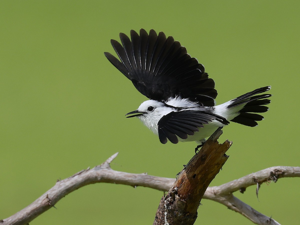 Pied Water-Tyrant - ML648652013