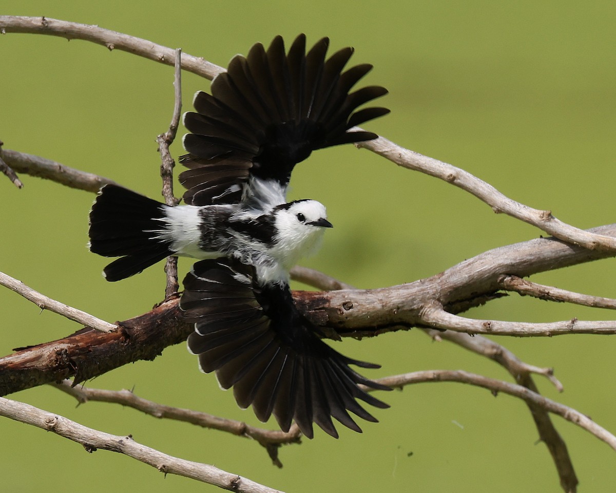 Pied Water-Tyrant - ML648652014