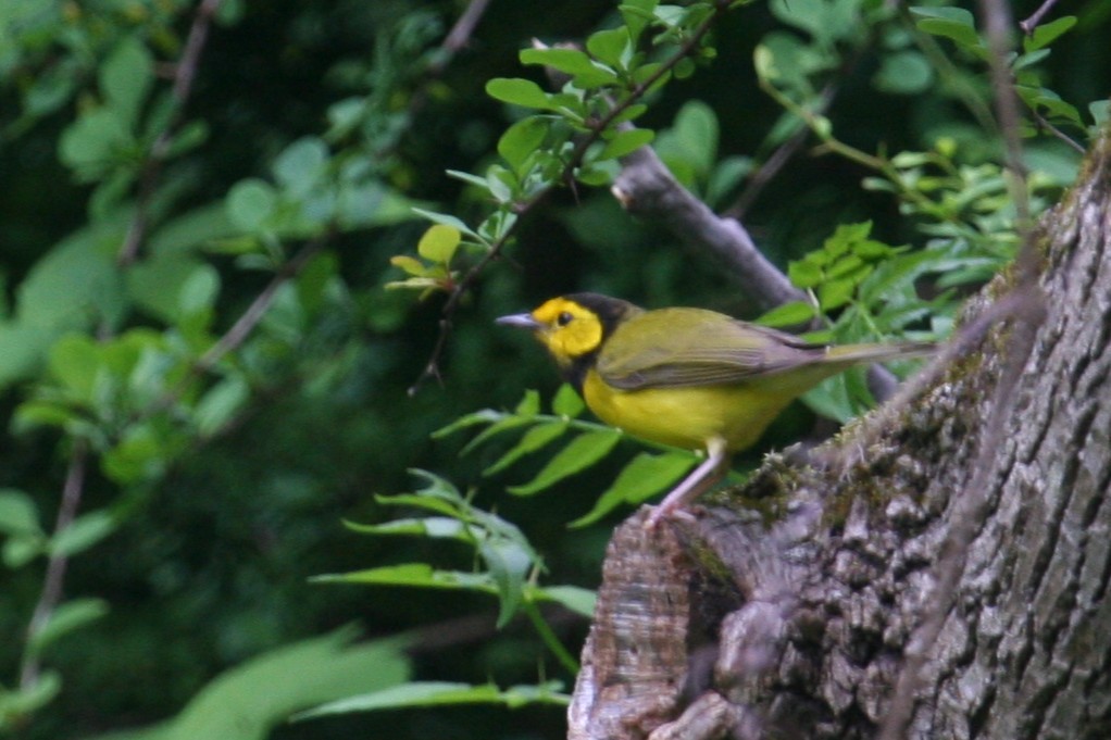 Hooded Warbler - ML648652541