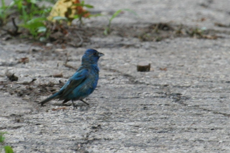 Indigo Bunting - ML648652544