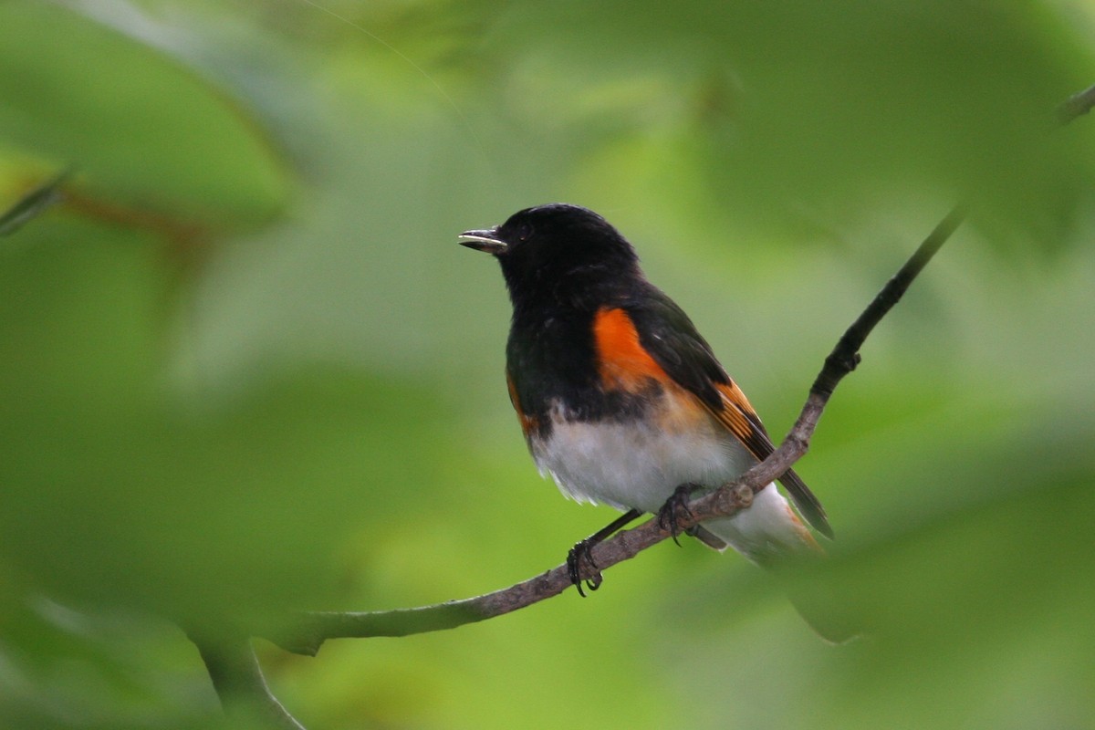 American Redstart - ML648652548