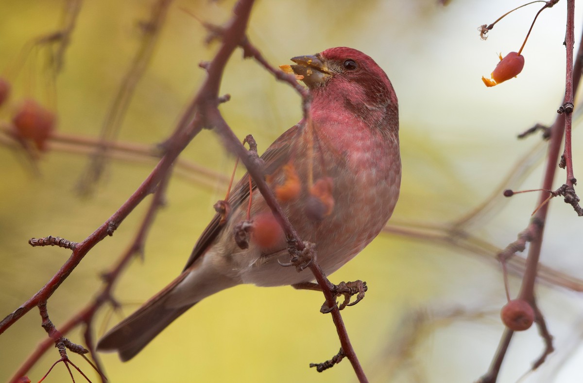 Пурпурная чечевица - ML648652566