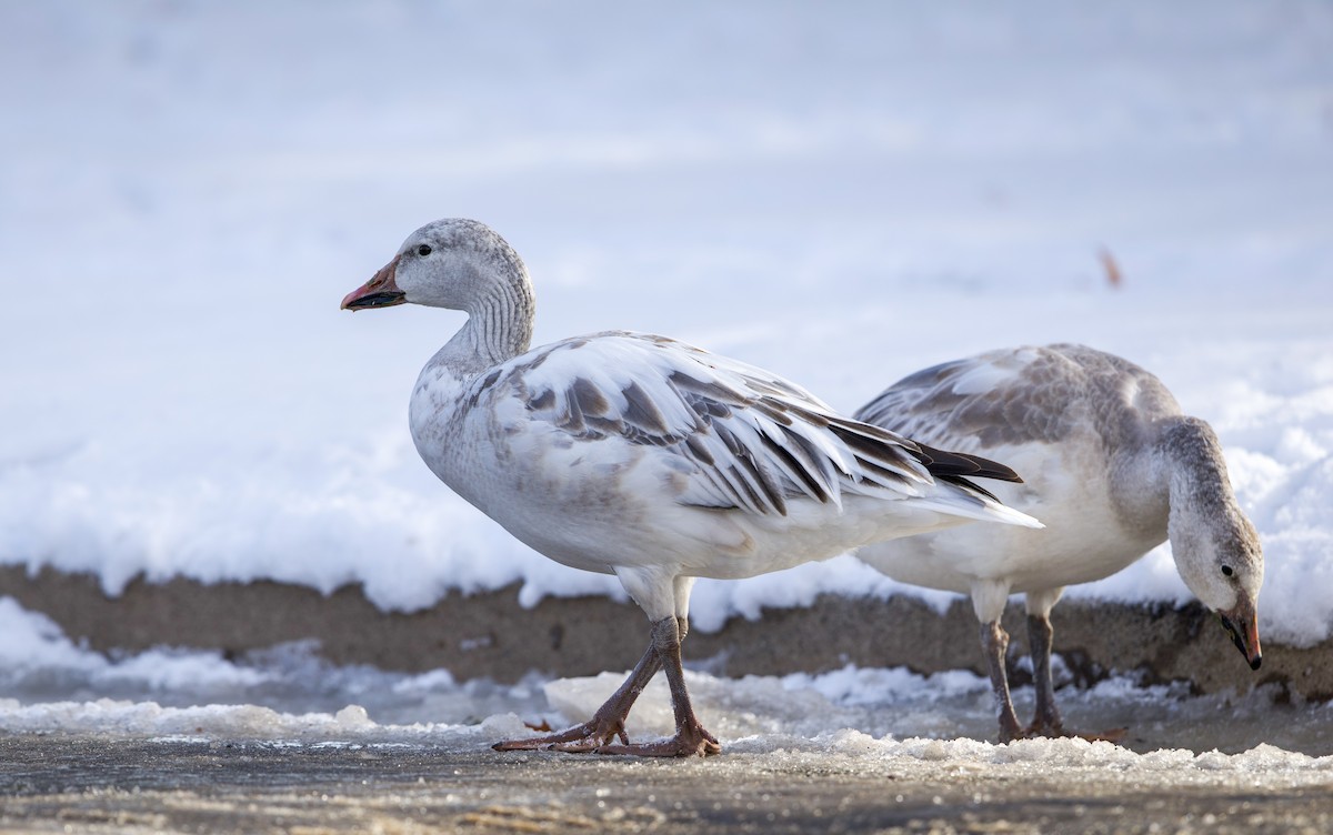 Белый гусь - ML648652908