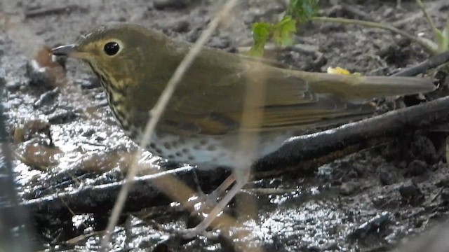 Дрозд Свэнсона - ML648653002